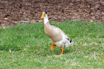 Ducks in natural wild beautiful photos