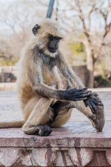 Langur monkey at Chittor Fort in Chittorgarh, Rajasthan state, India