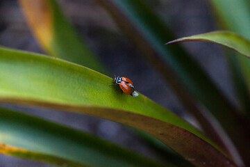 Spotted Convergent lady beetle also called the ladybug Hippodamia convergens