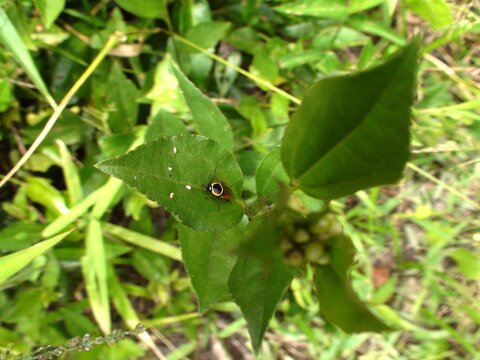 inseto barata silvestre - ectobius sylvestris 
