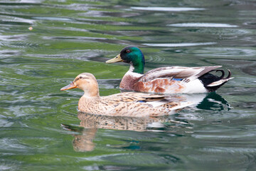 Ducks in natural wild beautiful photos