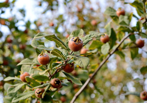 Medlar fruit on a branch of medlar tree. Medlar fruit on a branch. Fruit of Mespilus germanica