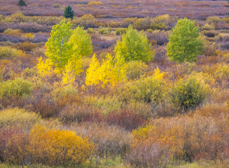 USA, Wyoming, Jackson, Grand Teton National Park and fall colors on Aspen Trees