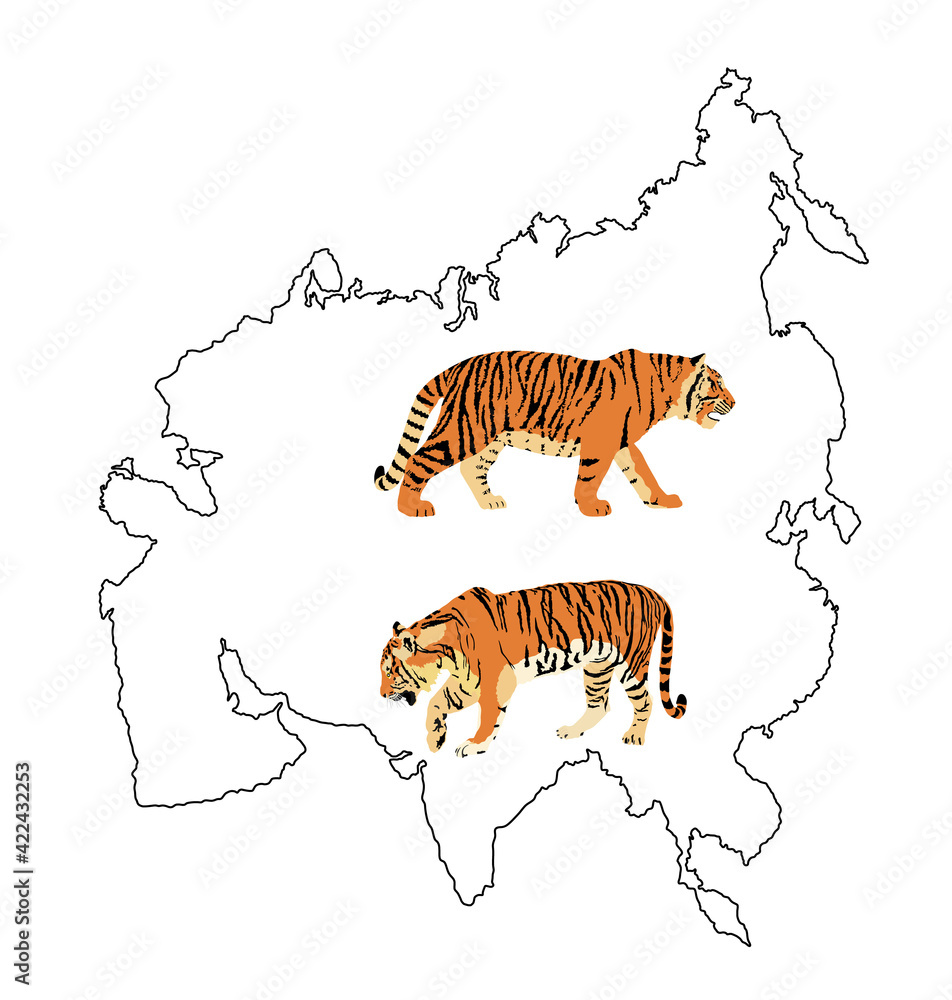 Wall mural Tiger vector illustration isolated on Asia map continent contour on white background. Big wild cat. Siberian tiger (Amur tiger - Panthera tigris altaica) or Bengal tiger. - Wall murals