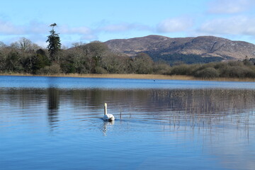 Swan on lake  in Ireland with against backdrop of mountains reflected in water