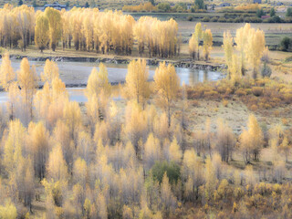 USA, Wyoming, Buffalo Fork River and Cottonwoods in fall color