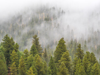 USA, Wyoming, Hoback, clouds intermingling with evergreens on rainy morning