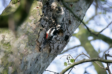 Great Spotted woodpecker Dendrocopos major