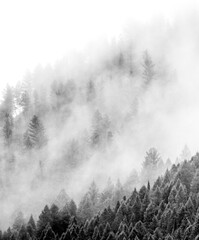 USA, Wyoming, Hoback, clouds intermingling with evergreens on rainy morning in black and white
