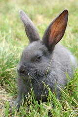 Grey Rabbit in a natural environment.