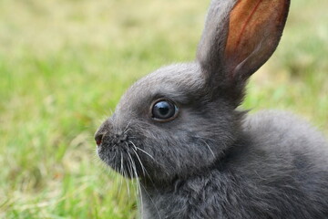 Grey Rabbit in a natural environment.