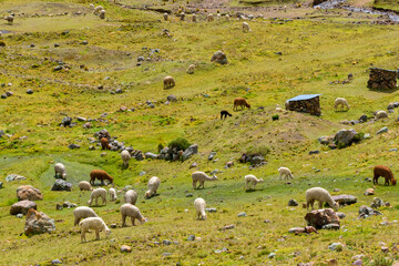 llamas in the field.llamas in the andes