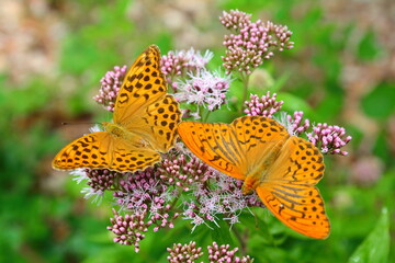 Beautiful wild Flowers and butterflies. Green day. Wonderful world. Colorful Natural background. Forever love.