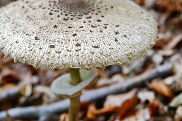 The Parasol Mushroom (Macrolepiota procera). Macrolepiota procera, Parasol mushroom, wild edible mushroom 