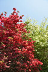 ツツジと若もみじ