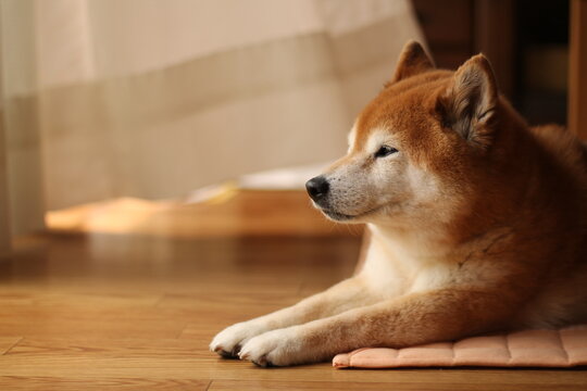 calm shiba dog
