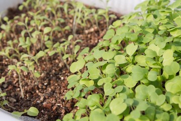 Vegetable germination
