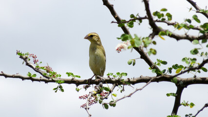 a juvenile white-bellied canary on a flowering branch scans for food in Tanzania