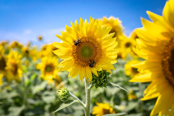 Fototapeta premium sunflower in the field