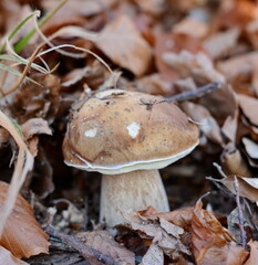 Natural food. Boletus mushroom in the fall forest. 