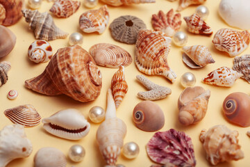 a lot of different empty sea shells on yellow background, macro details