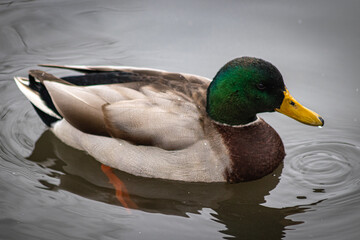 duck on a lake