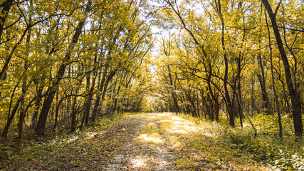 Fototapeta premium autumn in the forest