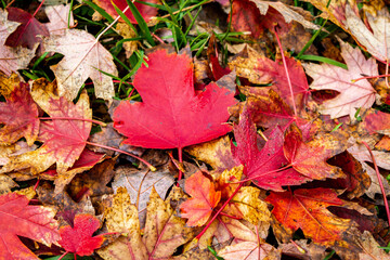 red autumn leaves