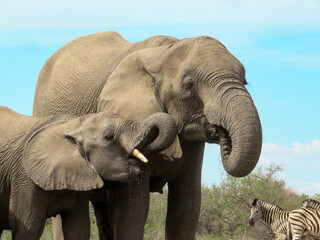 A young elephant learns to drink water by imitating its mother in Botswana
