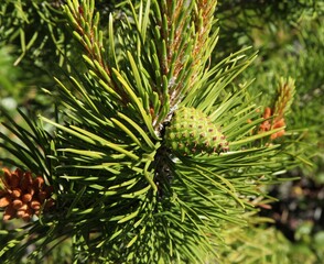 Naklejka na ściany i meble Lodgepole Pine (Pinus contorta) cone on a tree in Beartooth Mountains, Montana