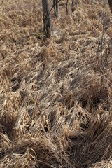 bird nest in the grass