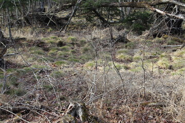 trees in the forest