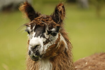 Fototapeta premium close up of a llama