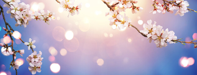 Obraz na płótnie Canvas Flowering Spring, sakura blossoming branches on blue sky background with bokeh, light. Happy Easter holiday, top view, banner