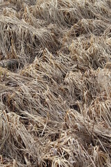 texture of hay
