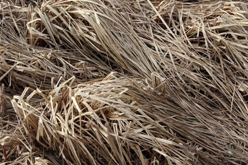 dry grass background