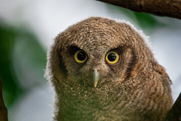 Búho currucutú 