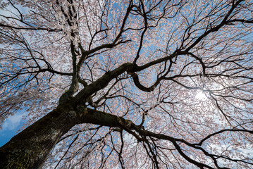 Cerejeiras do Japão.
