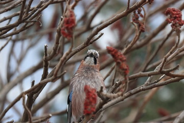 jay bird on a branch