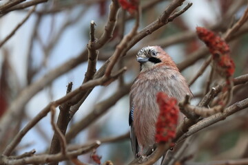 jay bird on a branch