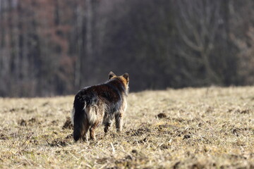 sheepdog on  the field