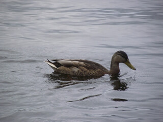 mallard on the water