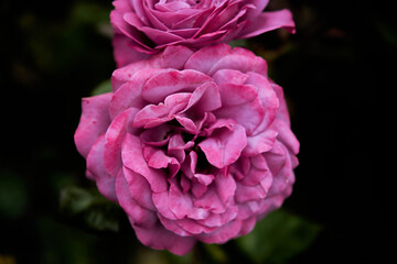 English roses are among the most popular with home gardeners. These hybrid shrubs or climbers combine the full-petaled flower form and intense fragrance of old roses with the wider color range