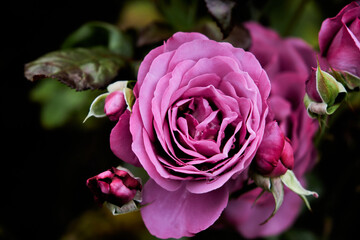 English roses are among the most popular with home gardeners. These hybrid shrubs or climbers combine the full-petaled flower form and intense fragrance of old roses with the wider color range