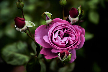 English roses are among the most popular with home gardeners. These hybrid shrubs or climbers combine the full-petaled flower form and intense fragrance of old roses with the wider color range © Graham