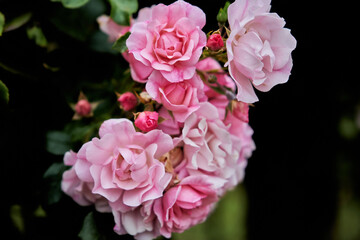 Fototapeta na wymiar English roses are among the most popular with home gardeners. These hybrid shrubs or climbers combine the full-petaled flower form and intense fragrance of old roses with the wider color range