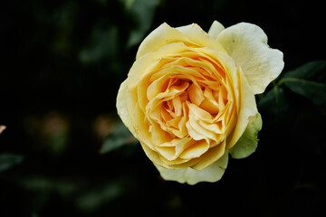 Yellow, Hybrid Tea roses provide a colorful display from late Spring to late Autumn. Upright bushes produce classically shaped blooms on long stems making 