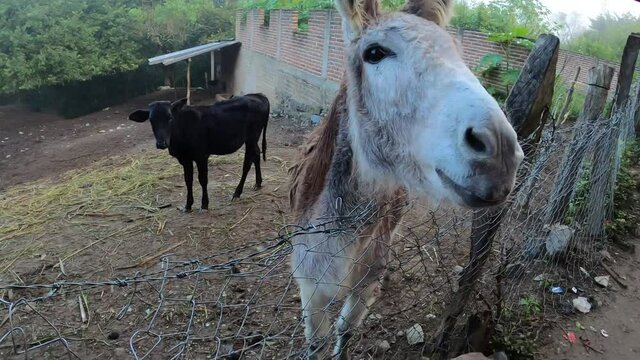 Mano acariciando un burro en la granja, paisaje rural