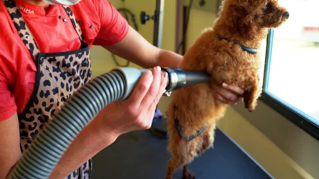 A mini golden doodle stands on a table in a grooming truck while getting blow dried