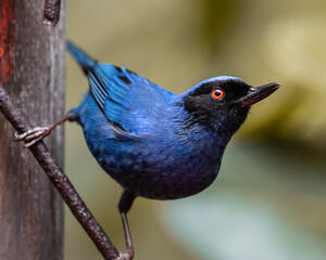 Picaflor enmascarado